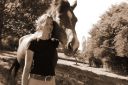 Cheval-Authentique | Equine services > Intuitive communication