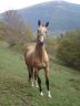 Mare Akhal Teke For sale 2002 Buckskin