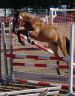 Gelding New Forest For sale 2012 Bay