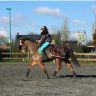 Gelding New Forest For sale 2004 Bay