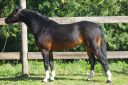 Stallion French Saddle Pony For sale 1999 Buckskin