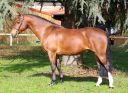 Ugo des Clas - French Saddle Pony 2008 by MACHNO CARWYN