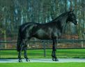 Ukato - Hanoverian 2001 by STAKKATO