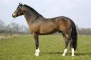 FURZLEY FOX TROT - New Forest 2002 by FURZLEY FIRST AIDE