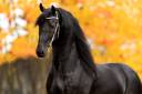 Frison / Barock Pinto - Friesian 2010