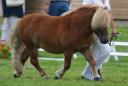 Reicha l'Empereur - Shetland Pony 2005 by JAZZ DES TROIS SOURCES SHETLAND 1993