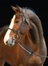 Million Dollar - BWP Belgian Warmblood 2012 by PLOT BLUE