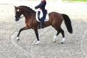 Don Quichot - BWP Belgian Warmblood 2000 by QUITE EASY