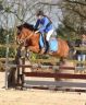 Broodmare New Forest For sale 2003 Bay