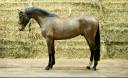 Gelding KWPN Dutch Warmblood For sale 2022 Bay