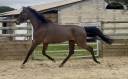 Gelding Hanoverian For sale 2021 Bay