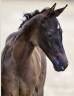 Filly Zangersheide For sale 2026 Dark Bay