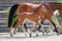 Filly Zangersheide For sale 2026 Bay