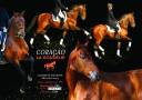 CORACAO LA GOUDELIE - Lusitano 2012 by SCAPIN RBO