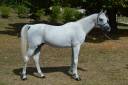 GHS TAJ MAHAL - Arabian 2007 by PSYTADEL