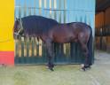 CV AMARANTTO  - PRE Pure Spanish Bred 2016 by Cornetín