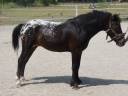 Stallion Curly For sale 2011 Appaloosa