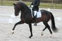 Coraggio vh Bloemenhof - sBs Belgian Warmblood 2008 by QUATERBACK