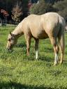 Colt Appaloosa For sale 2020 Palomino