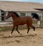 Entire KWPN Dutch Warmblood For sale 2023 Bay