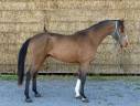 Gelding BWP Belgian Warmblood For sale 2022 Bay