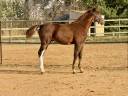 Colt Zangersheide For sale 2025 Liver chestnut