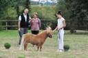 Inouk du maugarnaud  - Shetland Pony 2018 by First du mury marrais