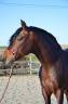 Gelding PRE Pure Spanish Bred For sale 2018 Bay