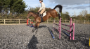 Scopey Competitive Jumping Mare