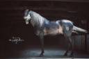 Gelding Saddle Horse For loan 2015 Other color