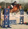 Gelding Origin Recorded For sale 2009 Liver chestnut