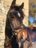 Gelding French Saddle Pony For sale 2013 Bay