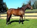 Mare KWPN Dutch Warmblood For sale 2017 Bay