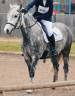 Gelding New Forest For sale 2012 Grey