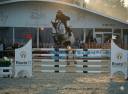 Mare sBs Belgian Warmblood For sale 2018 Grey