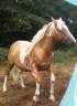 Solas - Palomino 2006 by KÉFIR 