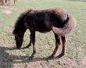 Filly Curly For sale 2023 Black