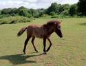 Filly Curly For sale 2023 Black