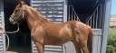 Stallion French Saddle Pony For sale 2021 Chesnut