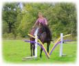 Gelding Origin Recorded For sale 2021 Dark Bay