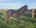 Gelding Origin Recorded For sale 2021 Black