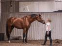 Gelding Selle Français For sale 2017 Bay