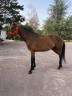 Gelding French Trotter For sale 2018 Bay