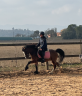 Gelding Welsh Pony (Section B) For sale 2009 Other color