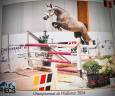 Mare sBs Belgian Warmblood For sale 2021 Red roan