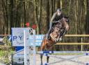 Gelding sBs Belgian Warmblood For sale 2020 Liver chestnut