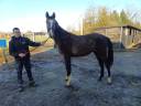 Colt Zangersheide For sale 2023 Red roan