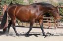 Mare PRE Pure Spanish Bred For sale 2004 Other color