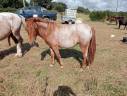 Filly Curly For sale 2022 Roan