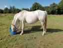 Mare Saddle Horse For sale 2014 Appaloosa